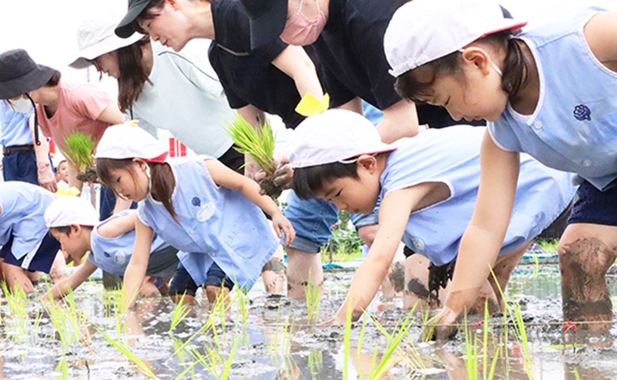 田植え